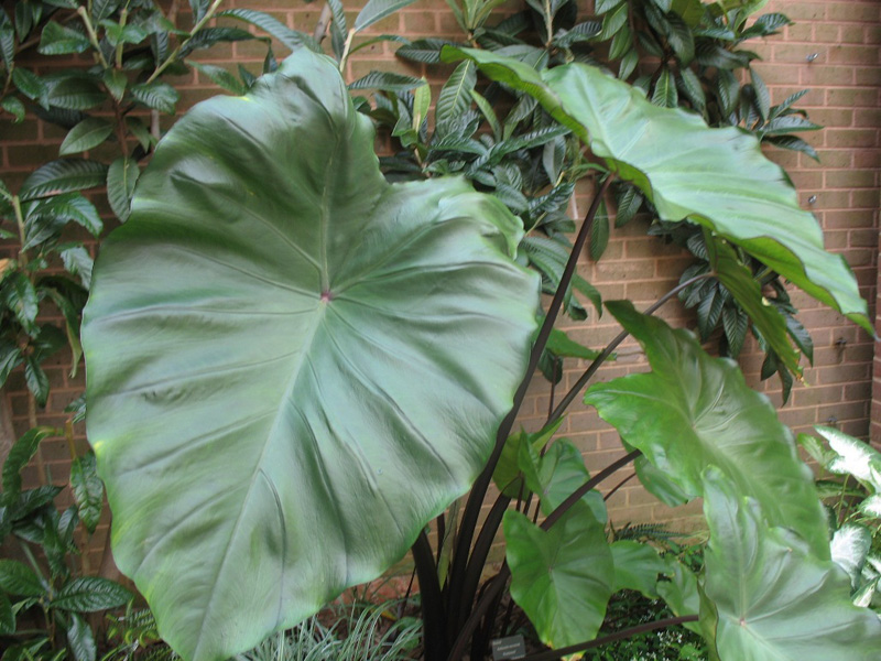 Online Plant Guide - Colocasia esculenta 'Fontanesii' / Black Stem